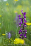 Anacamptis laxiflora