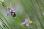 Ophrys scolopax