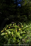 Cypripedium calceolus