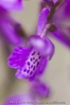 Anacamptis morio