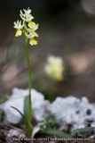 Orchis pauciflora
