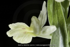 Dactylorhiza insularis