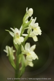 Dactylorhiza insularis