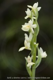Dactylorhiza insularis