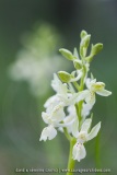 Orchis provincialis