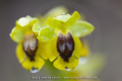Ophrys lutea