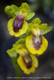 Ophrys lutea