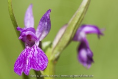 Dactylorhiza elata