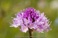Traunsteinera globosa