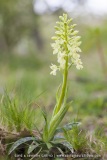 Orchis provincialis