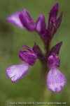 Anacamptis papilionacea