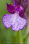 Anacamptis papilionacea
