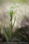 Dactylorhiza sambucina