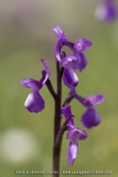 Anacamptis champagneuxii