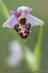 Ophrys scolopax