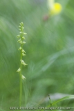 Herminium monorchis