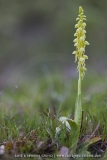Orchis anthropophora