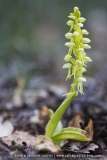 Orchis anthropophora