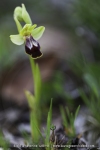 Ophrys bilinulata