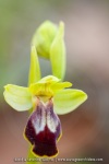 ophrys bilinulata