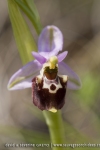 Ophrys druentica