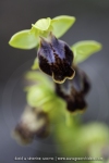 Ophrys bilinulata