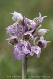 Neotinea corsica