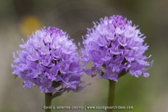 Traunsteinera globosa