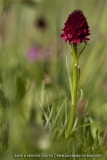 Gymnadenia cenisia