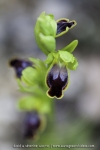 Ophrys bilinulata