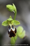 Ophrys bilinulata