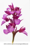 Anacamptis papilionacea
