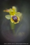 Ophrys lutea