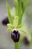 Ophrys virescens