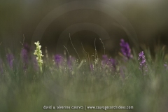 Dactylorhiza insularis