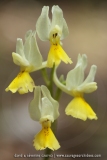 Orchis pauciflora