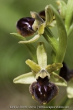 Ophrys virescens