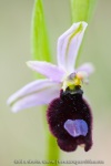 Ophrys aurelia