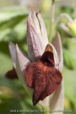 Serapias cordigera