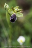 Ophrys vasconica