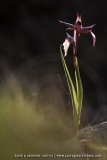 Serapias lingua