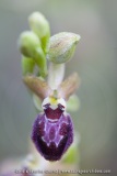 Ophrys provincialis
