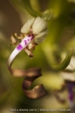 Himantoglossum hircinum