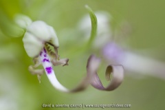Himantoglossum hircinum