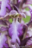 Himantoglossum robertianum
