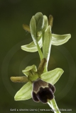 Ophrys vasconica