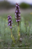 Himantoglossum robertianum