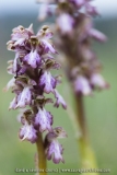 Himantoglossum robertianum