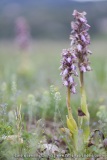 Himantoglossum robertianum