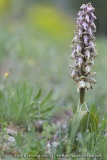 Himantoglossum robertianum